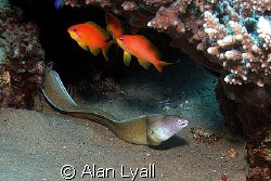 Peppered moray, anthias (and a hermit crab...) by Alan Lyall 